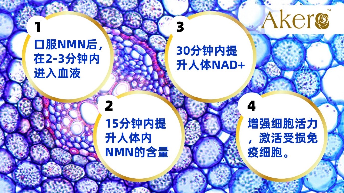nmn8.jpg